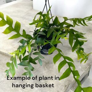 Fern Leaf/Sharks Tooth Cactus Cutting In Prop Cup